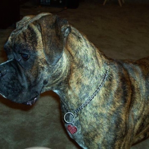 Apollo_7_months_old