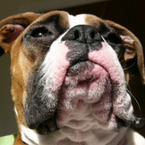 Old lady's chin...