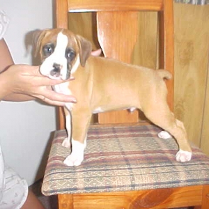 puppy61