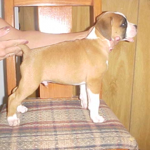 puppy71