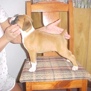 puppy81