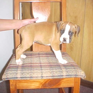 puppy9