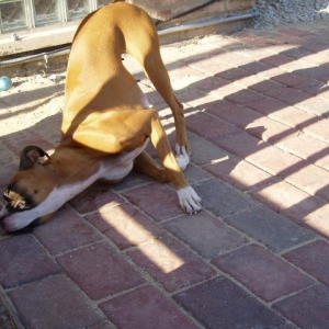 Silly Puppy
