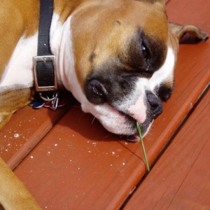 Country Dog