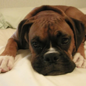 Charlie's Sweet face!!