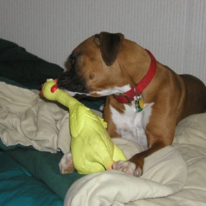 Charlie and his favorite toy "The Chicken"