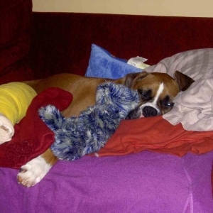 Lenox after TPLO surgery