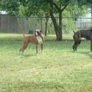playing in the sprinkler