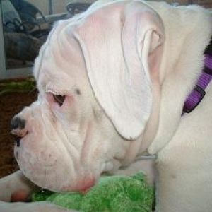Otis