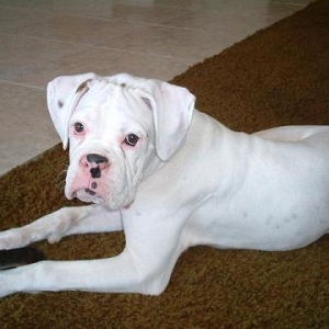 Otis