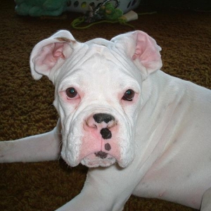 Otis