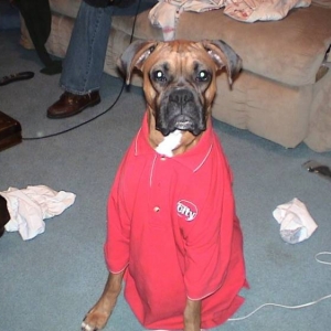 Ace is getting ready for work