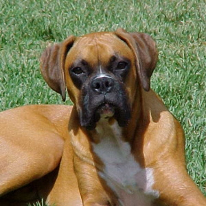 Harley