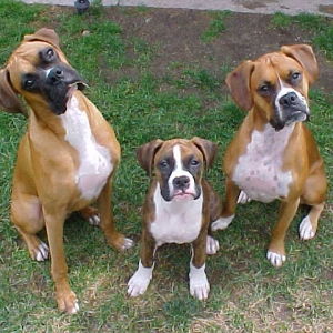 "The Three Stooges"