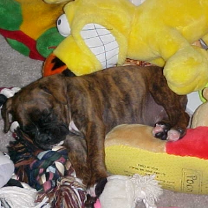 Sleepin' with the Toys