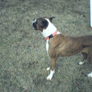 Jocelyn