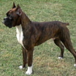 oz