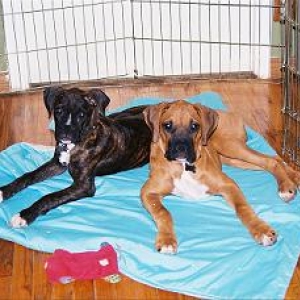 Marley and Irie at 17 weeks in pen