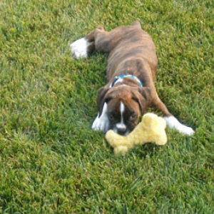 This bone is too soft!