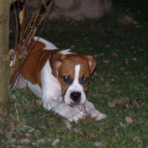 tyson1