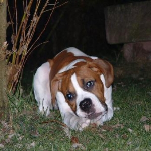 tyson3