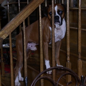 cassius_on_the_stairs1