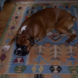 otto_on_the_rug1