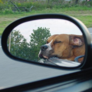 He can sleep anywhere