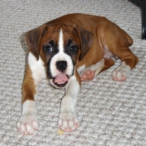 Roxie eating a treat!