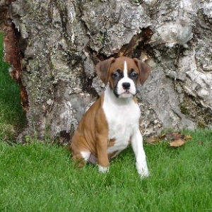 Roxie's 1st Back Yard Experience