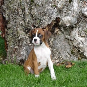 Roxie in back yard