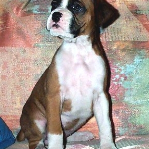 Roxie at 5 weeks old