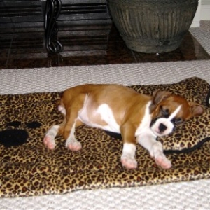 Roxie on her Blankie