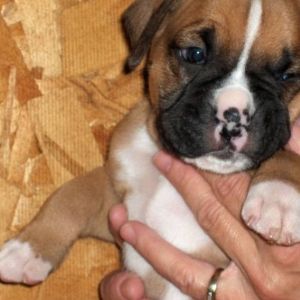 pupi