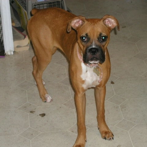 Tyson @ 8 mo and 40 lbs