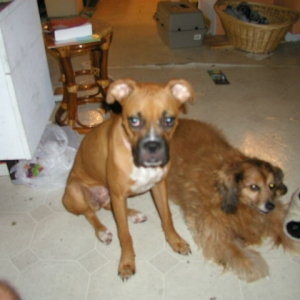 Tyson_and_Rex