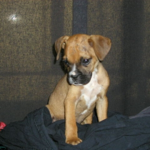 Tyson @ 8 wks