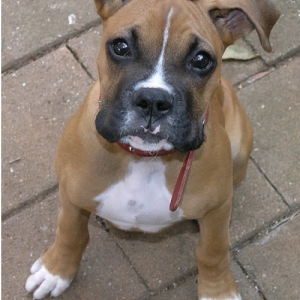 Kostya and his floppy ears!