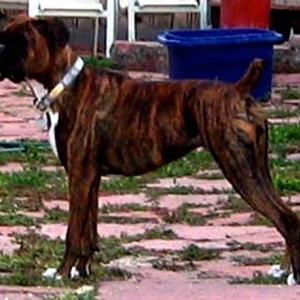 Gracie at age 8 months