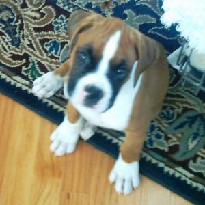Miles @ 8 Weeks