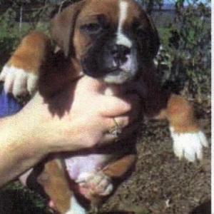 Idgie as #4 in litter!
