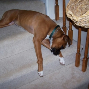 I'll sleep anywhere