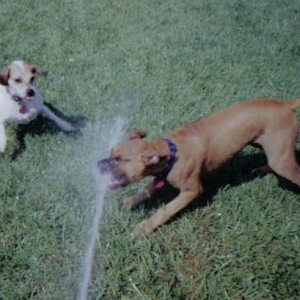 Keno & Daisy playing in the water hose..