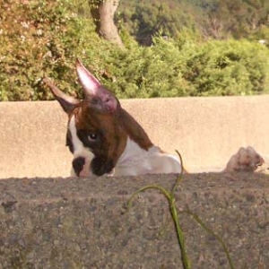 "Yes, I shy, I still a baby...."