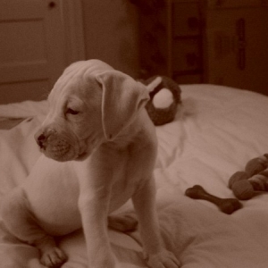 Pua Kea mellow on the bed