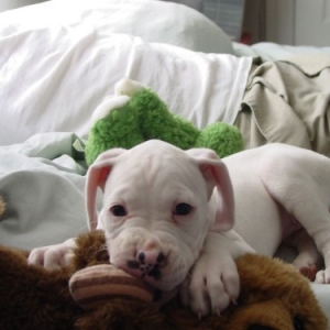 Pua Kea & toy