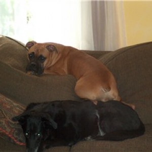bunk_beds