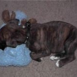 Chopper_sleeping_with_his_moose