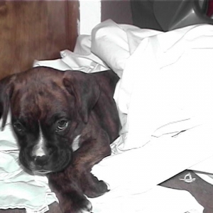 Chopper in the laundry again(6weeks)