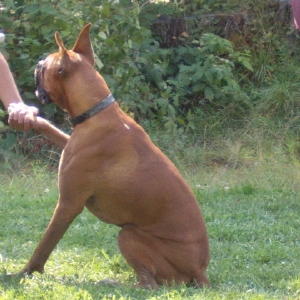 Give Paw!